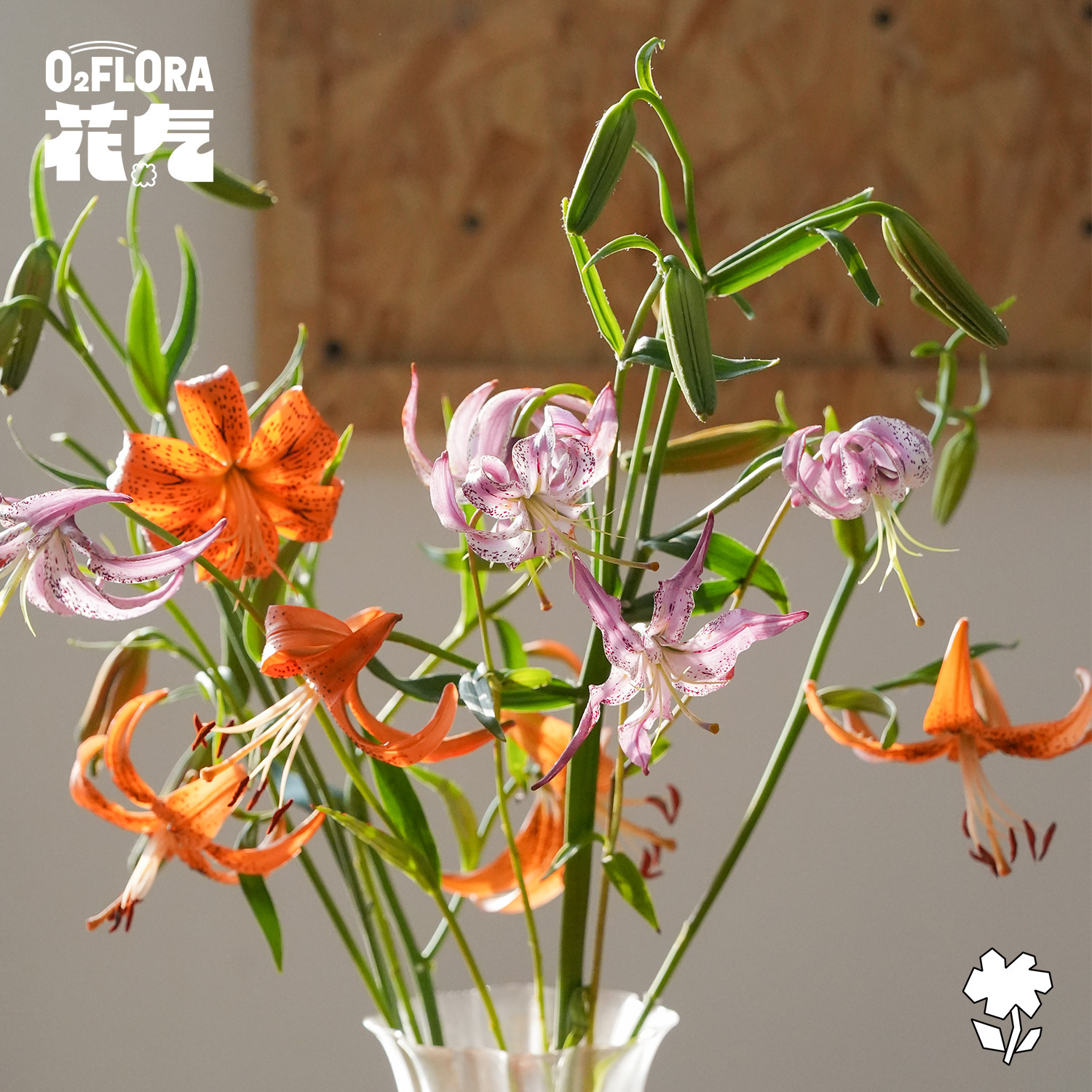 花气 | 亚洲百合香水百合室内鲜花插花拍摄素材桌面装饰基地直发