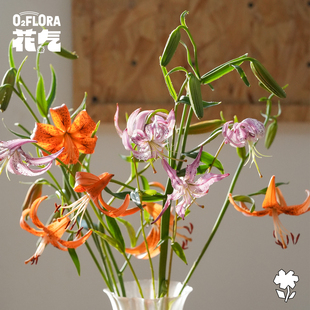 花气 | 亚洲百合香水百合室内鲜花插花拍摄素材桌面装饰基地直发