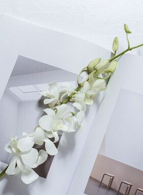 花气 | 兰花类清新花材