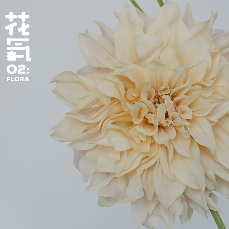 花气｜大丽花小丽花鲜花农场小众牛奶咖啡ins风家居花艺插花装饰在类目 鲜花速递/花卉仿真/绿植园艺, 鲜花速递(同城)中 - 来自Buy2taobao.com提供专业的淘宝代购服务