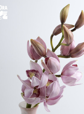 花气 | 大花蕙兰年宵花家居插花桌面摆件装饰花期长送人插花顺丰