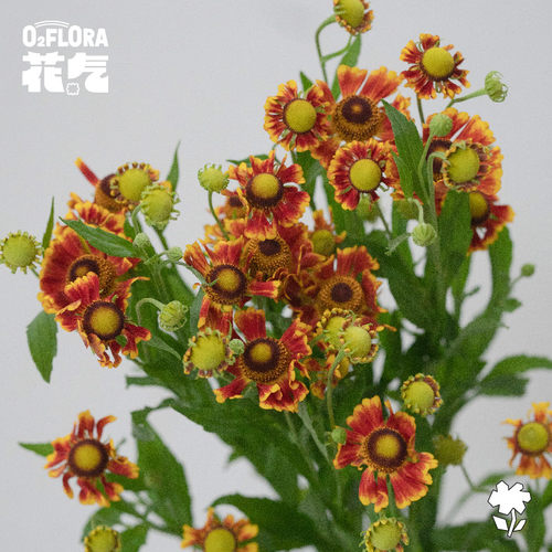 花气｜油画小菊鲜花室内插花水培花束花期超长黄色菊花鲜切花