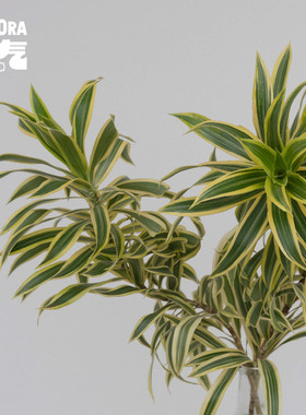 花气｜金边百合竹高级小众花期长好养鲜切花水培室内观赏鲜花