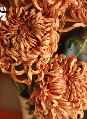 花气 | 烟花菊鲜花安娜菊云南鲜切花室内水培植物家用插花花期长