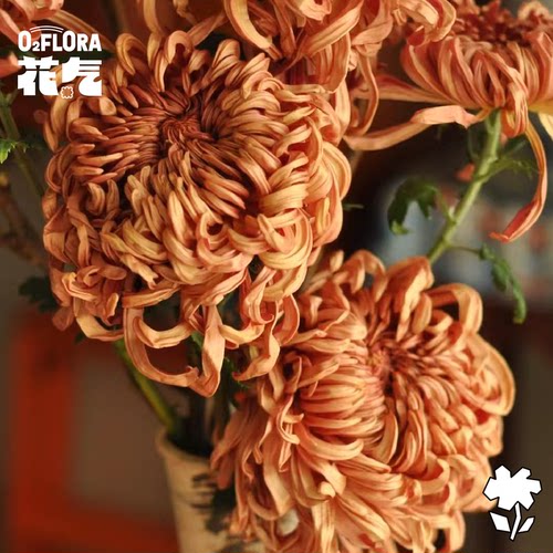 花气 | 烟花菊鲜花安娜菊云南鲜切花室内水培植物家用插花花期长