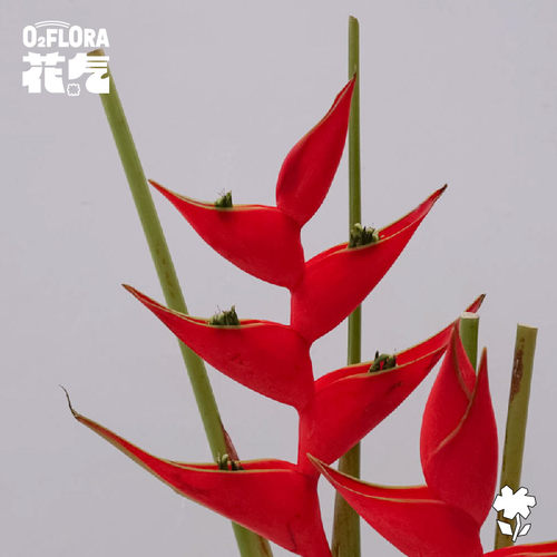 花气｜富贵鸟花鲜花室内水培绿植花卉新鲜插花鲜切花