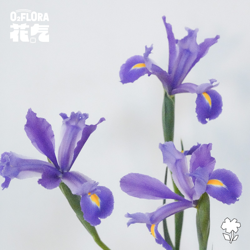 花气｜鸢尾爱丽丝小众农场风鲜花桌面家居插花时令基地鲜花直发