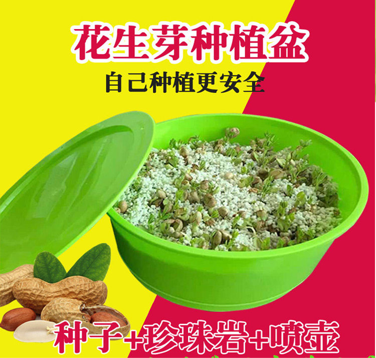 花生芽种植盆桶盒家用水培专用带壳花生芽苗菜无土栽培生花生种子