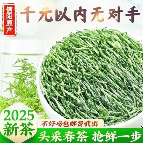 信阳毛尖茶叶2025新茶叶
