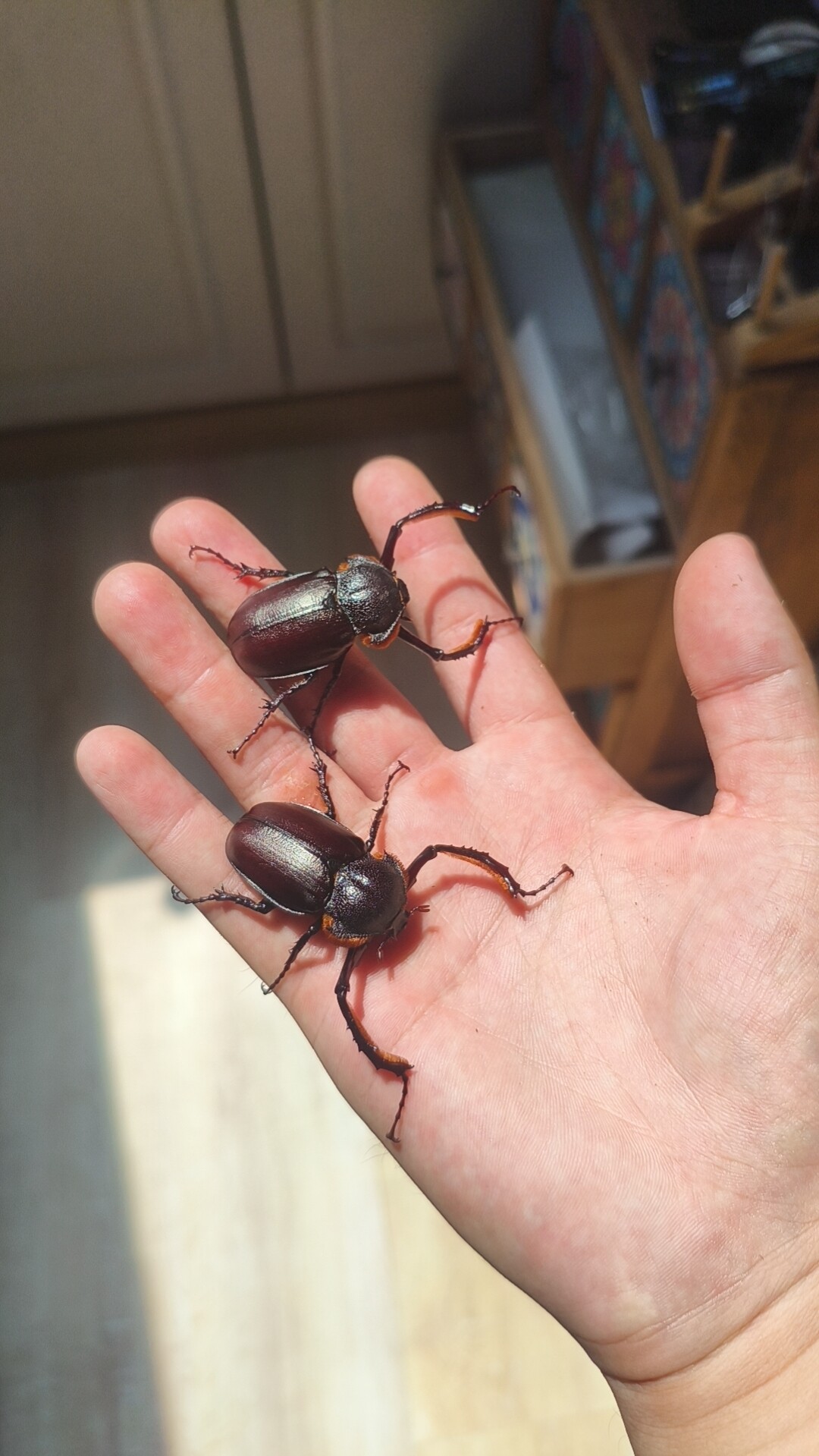 土耳其臂金龟大兜虫锹活体宠物甲虫宠物活体幼虫成虫昆虫沉醉兜锹