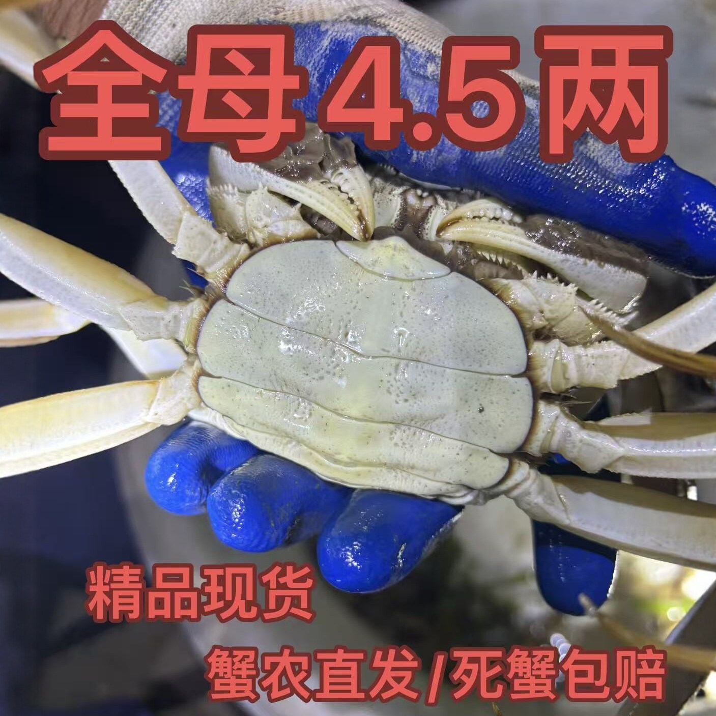 固城湖大闸蟹活蟹红膏蟹鲜活高淳螃蟹 全母蟹4.5两 净重4.2-4.6两