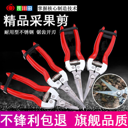 佐川田葡萄修花柑橘桔子采果剪