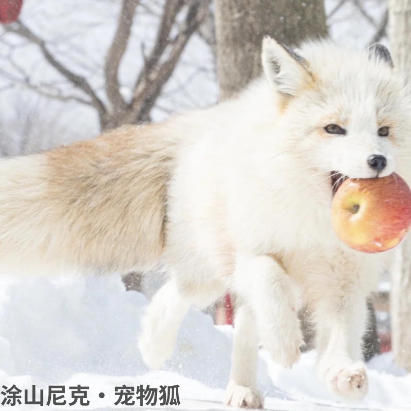 尼克宠物狐活体雪狐白狐小宠物北极狐幼体冰岛狐活物宿舍懒人萌宠-封面