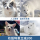 家养宠物狐狸活体养殖长毛白狐雪狐冰岛狐幼崽家庭饲养小狐狸定金