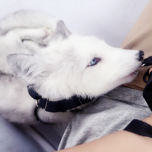 涂山包邮家养北极雪狐宠物狐狸活体网红白狐冰岛狐黑花狐幼崽定金