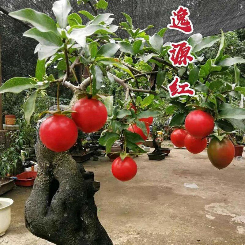四川金弹子逸源红  镇园红 观造型盆景