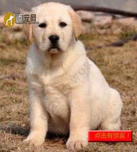 纯种宠物狗拉布拉多活体幼犬短毛导盲寻回神犬小七金毛工作包邮|ruв категории животное/Животное питание и принадлежностей, собака - от Buy2taobao.com для оказания профессиональной услуги покупки агента Taobao