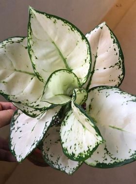 白公主粗肋草 白色如意万年青 ins风室内耐阴绿植盆栽花卉清新