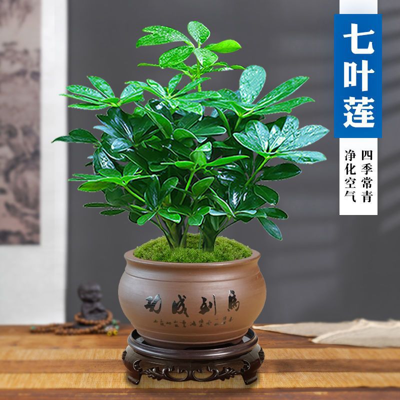 七桌叶莲八方来财鸭脚木IAN盆栽茶盆易景活植物办室内绿植净化空