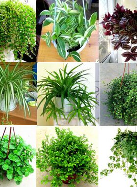 盆栽吸甲醛植物绿萝玉树金边青叶金鱼吸毒草虎尾兰花苗