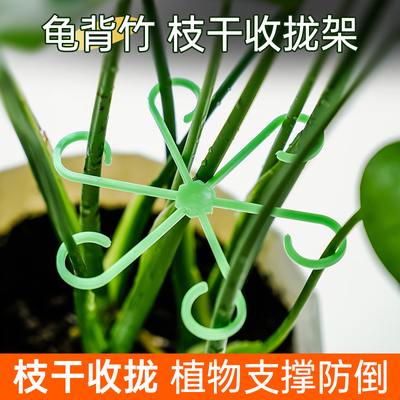 植物防倒伏支架龟背竹支撑杆春羽绿植物固定器花卉水培收拢固定架