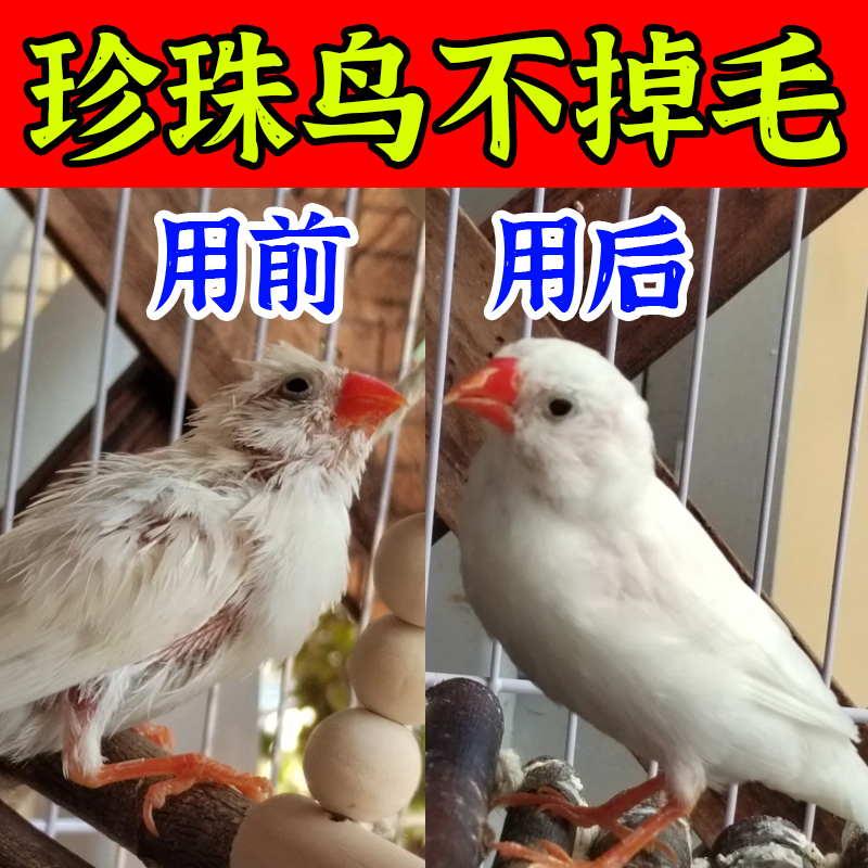 珍珠鸟秃头咬毛掉毛换毛期繁殖用鱼肝油亮羽瘦弱增强体质快速长毛