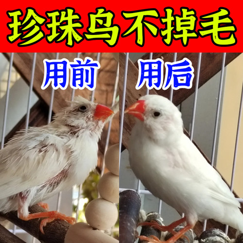 珍珠鸟秃头咬毛掉毛换毛期繁殖用鱼肝油亮羽瘦弱增强体质快速长毛
