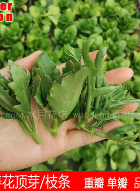 满10元包邮 长寿花顶芽枝条易生根花期长花卉重单瓣大花盆栽花卉