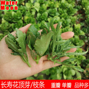 满10元 长寿花顶芽枝条易生根花期长花卉重单瓣大花盆栽花卉 包邮