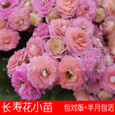 鲜花盆栽长寿花室内盆栽水月花坊