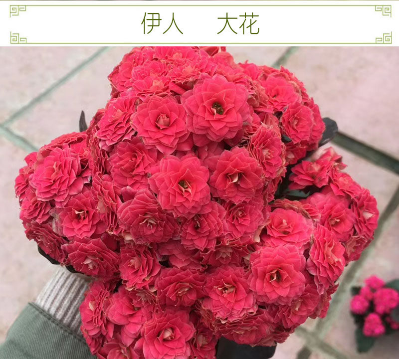 伊人大花长寿花重瓣新品带花苞鲜花盆栽四季开植物室内外花卉好养