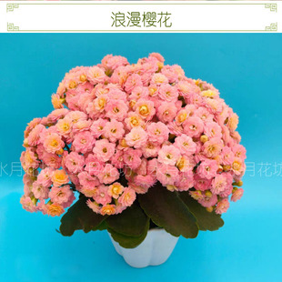 满10元包邮 浪漫樱花长寿花扦插顶芽无根枝条重瓣室内盆栽花四季