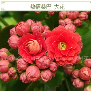 满10元包邮 热情桑巴长寿花扦插顶芽无根枝条重瓣室内盆栽花四季