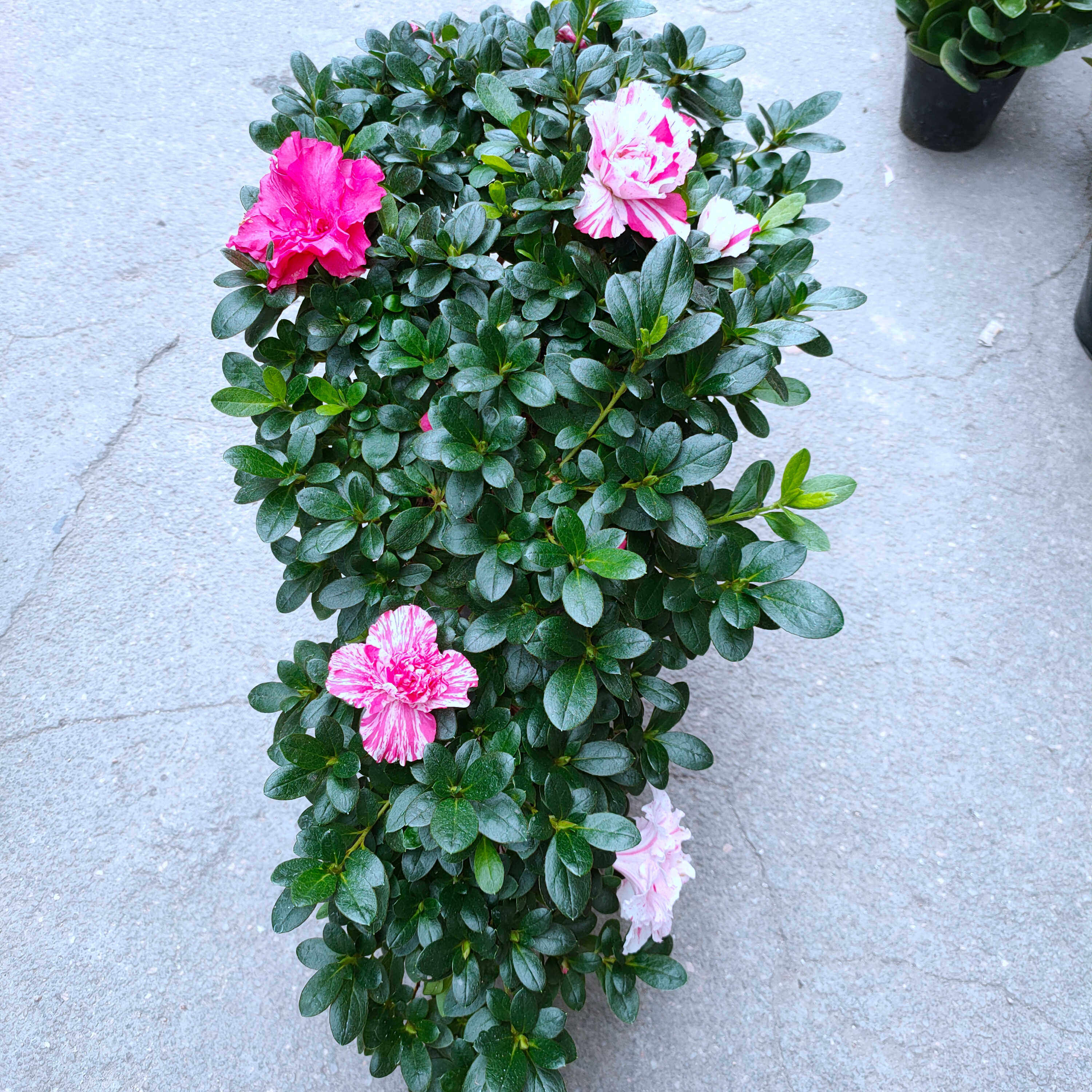 喷砂五宝杜鹃花盆栽一树多色原生苗四季开花耐寒耐热造型盆景老桩,鲜花速递/花卉仿真/绿植园艺,造型盆景,淘宝优惠券,粉丝福利购,淘宝优惠卷