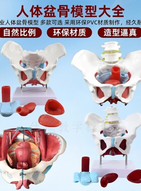 产后康复可活动骨盆模型骶骨髋骨