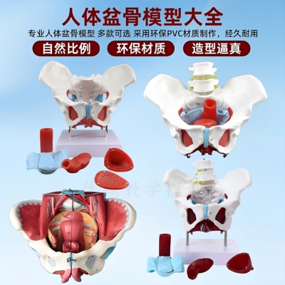 产后康复可活动骨盆模型骶骨髋骨