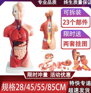 人体解剖模型器官可拆卸医学教学心脏内脏模型玩具躯干系统结构图