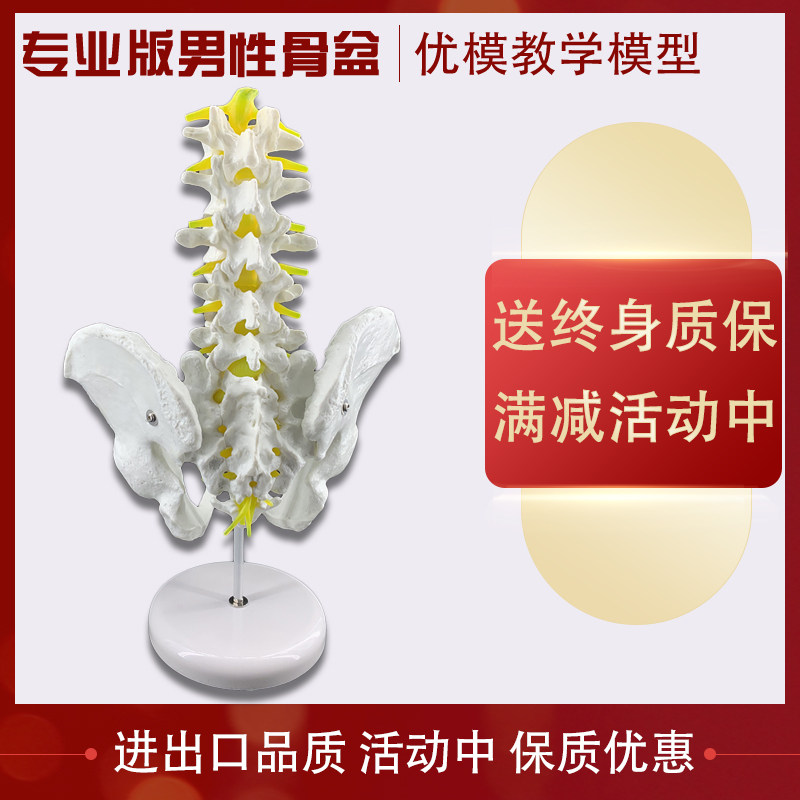 5개 섹션의 척추 척추 요추 관절 인간 골격 의료 교육 골반을 갖춘 남성 골반 모델
