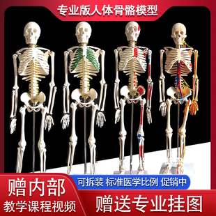 人体骨骼模型骨架 85cm170cm人体医学模型教学骷髅架子模型全身