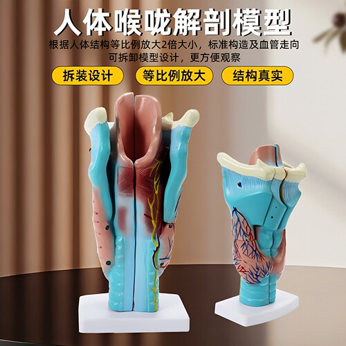 喉咙解剖咽喉模型喉部血管甲状腺
