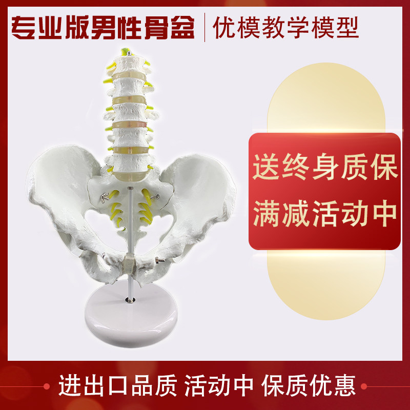 5개 섹션의 척추 척추 요추 관절 인간 골격 의료 교육 골반을 갖춘 남성 골반 모델