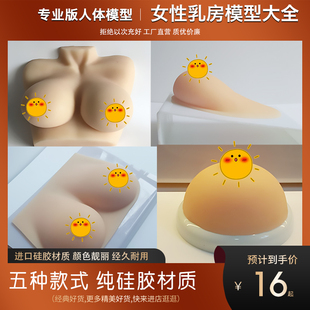 女性乳房模型催乳师培训演示教学教具人体模型义乳假乳房胸部模型