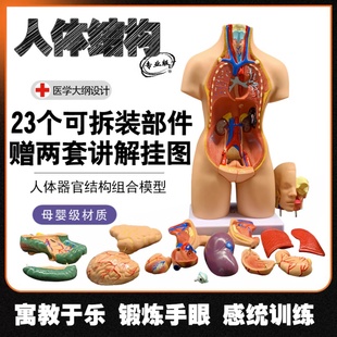 人体解剖模型器官可拆卸医学教学心脏内脏模型玩具躯干系统结构图