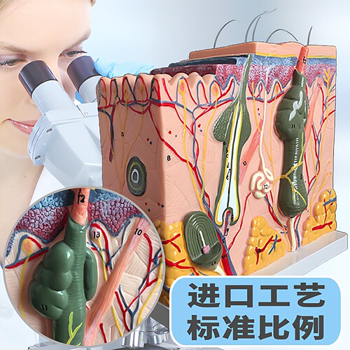 人体皮肤模型结构解剖层次放大