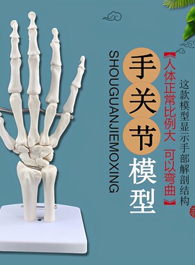 手骨模型手腕关节手部解剖手掌骨