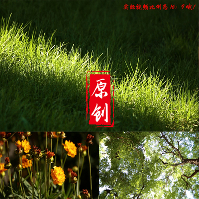 高清视频素材短视频剪辑快手抖音vlog自然植物花草树木花朵绽放