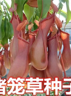 捕蝇草种子猪笼草种子捕苍蝇盆栽食蝇草籽驱虫草食虫草捕虫草籽