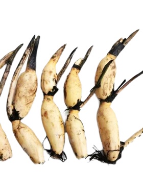 食用莲藕种苗种根池田高产大型蔬菜莲藕荷花苗粉脆籽藕种根苗藕苗