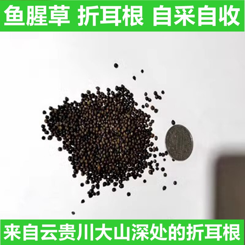 鱼腥草种子折耳根种子种苗新鲜四季种植云贵川高产地栽盆栽好活