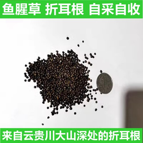 鱼腥草种子种苗四季好活高产